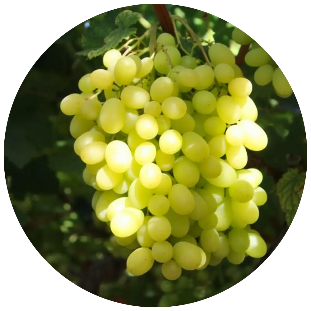 enlaza a uvas verdes