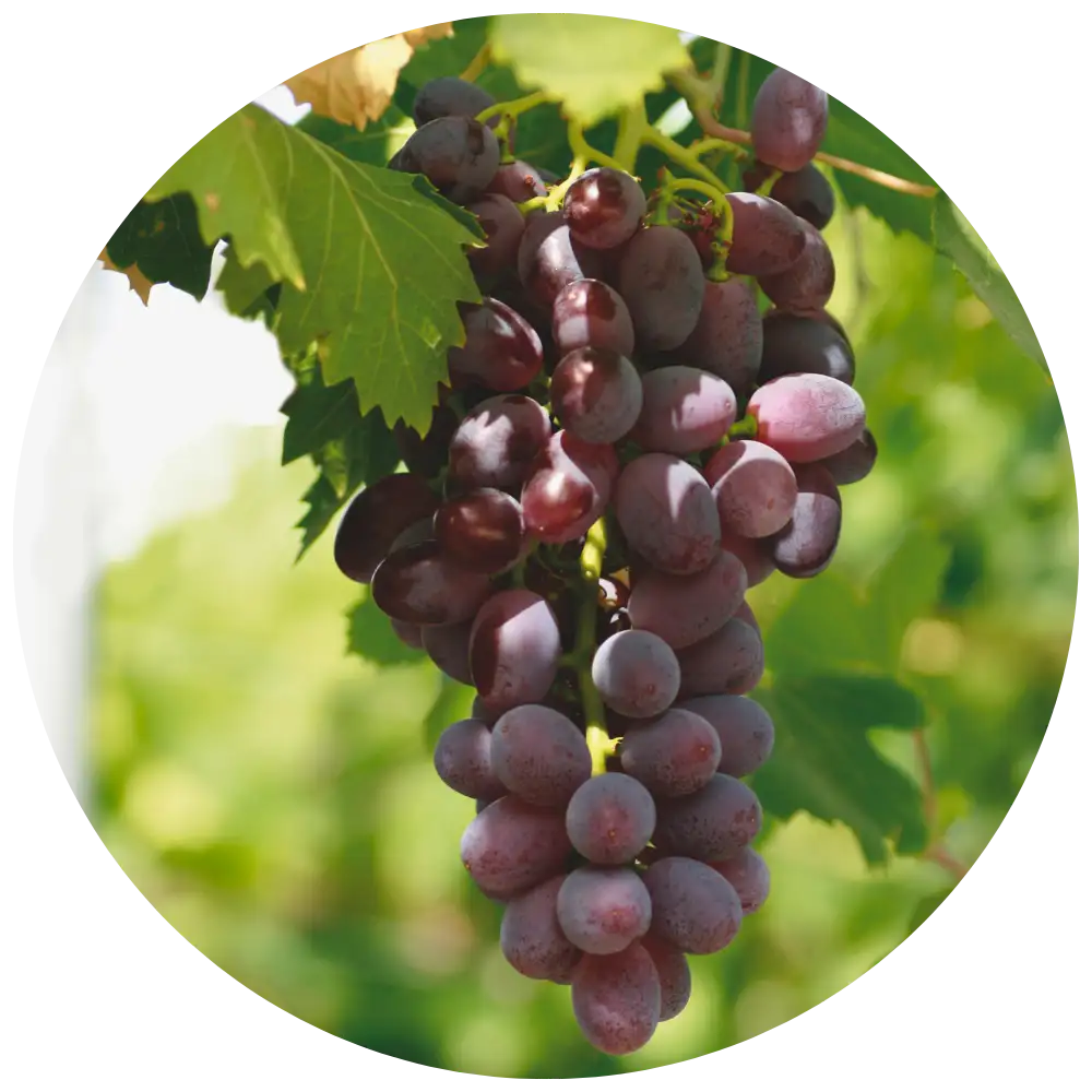 enlaza a uvas rojas