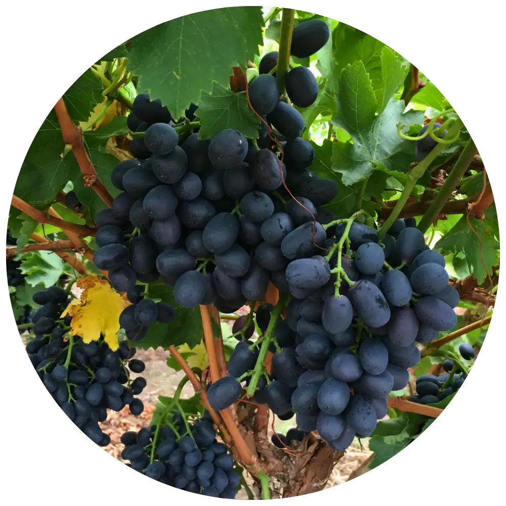enlaza a uvas negras