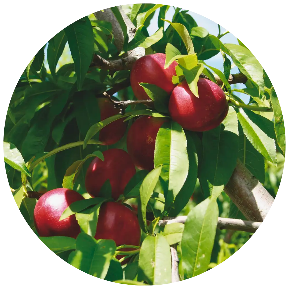 enlaza a frutas de huesos